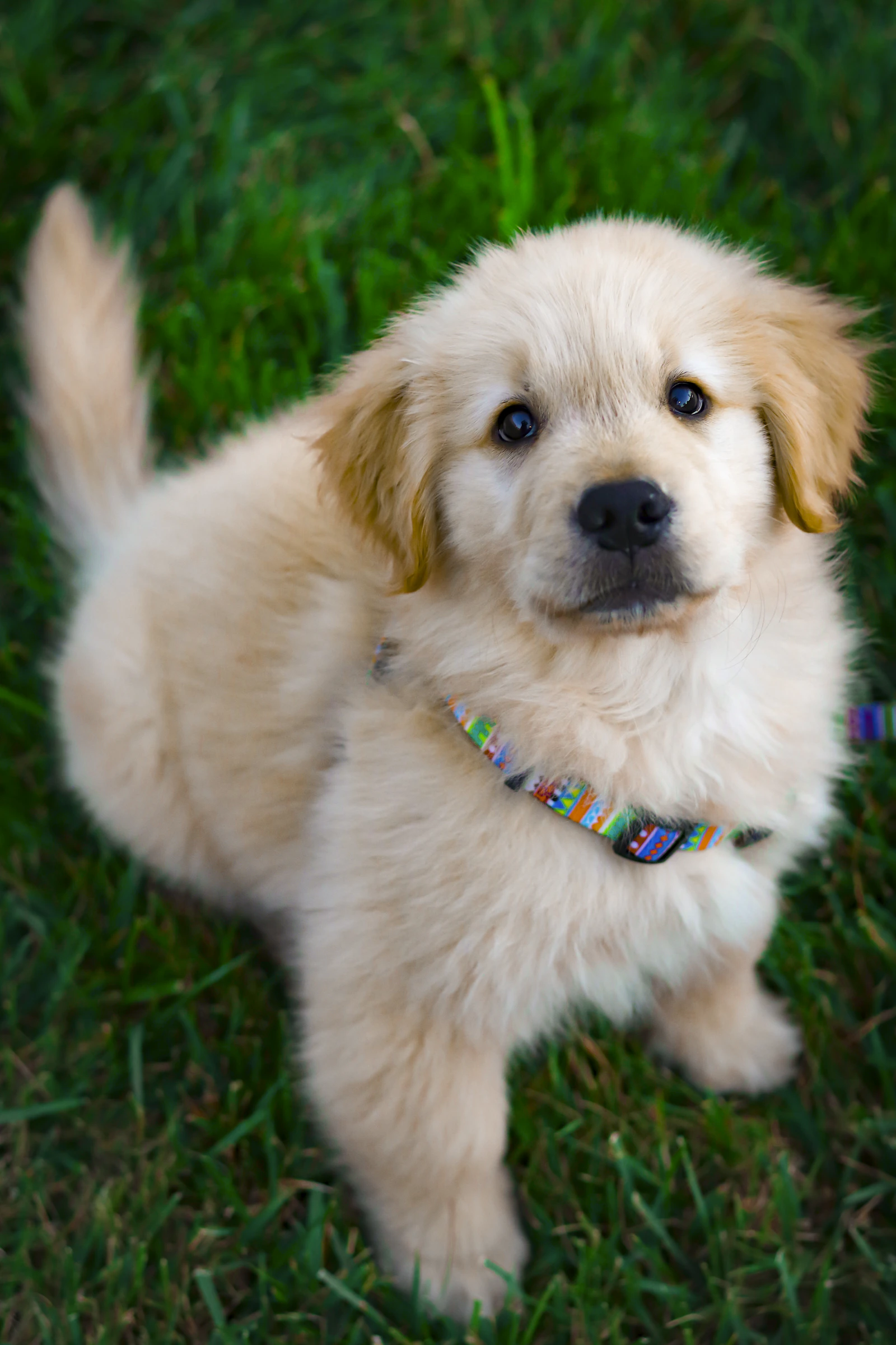 Cucciolo di golden retriever seduto sull’erba verde