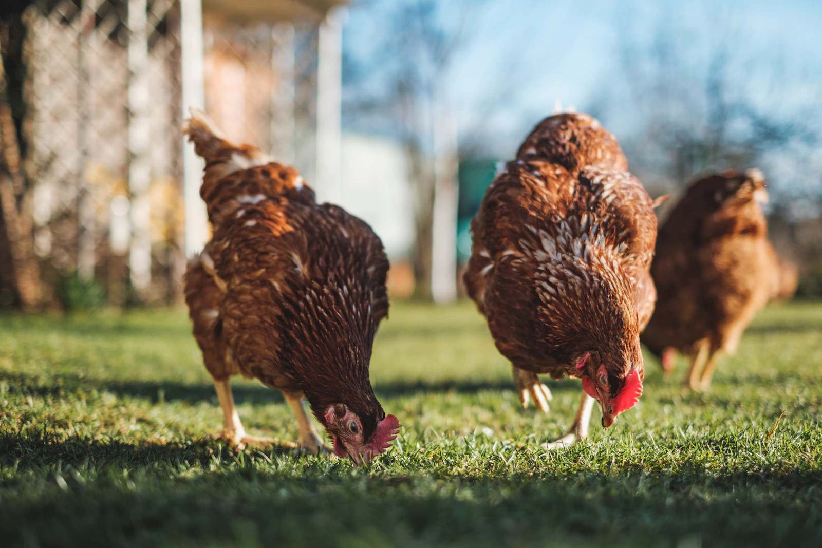 Galline dal piumaggio bruno che razzolano in un prato verde
