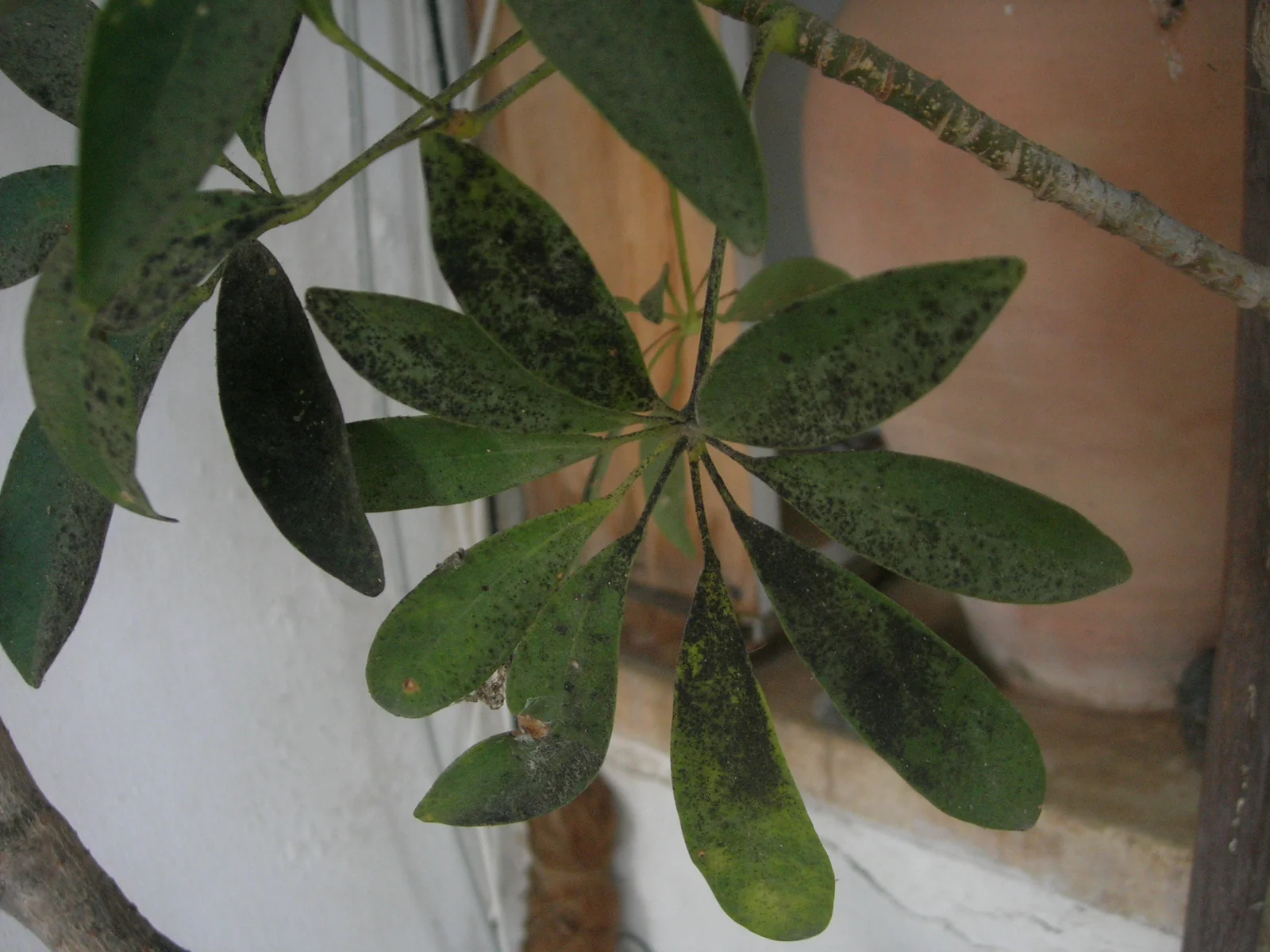 Patina nera di fumaggine sulle foglie di Schefflera arboricola