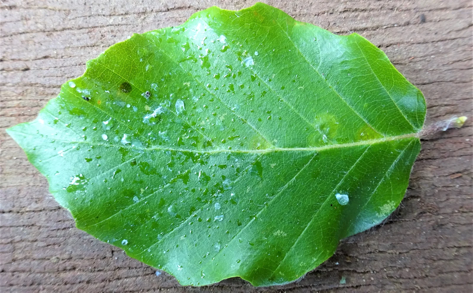 Gocce di melata sulla superficie di una foglia di faggio