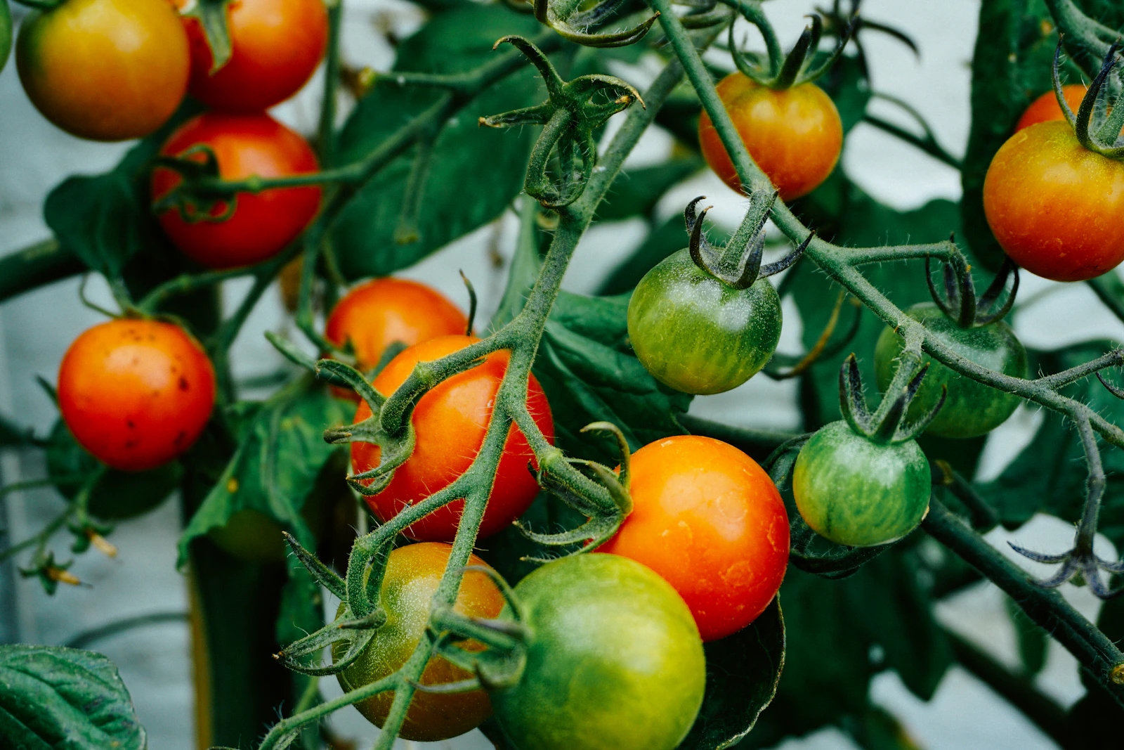 Pomodori rossi, arancioni e verdi maturano sulla pianta tra le foglie