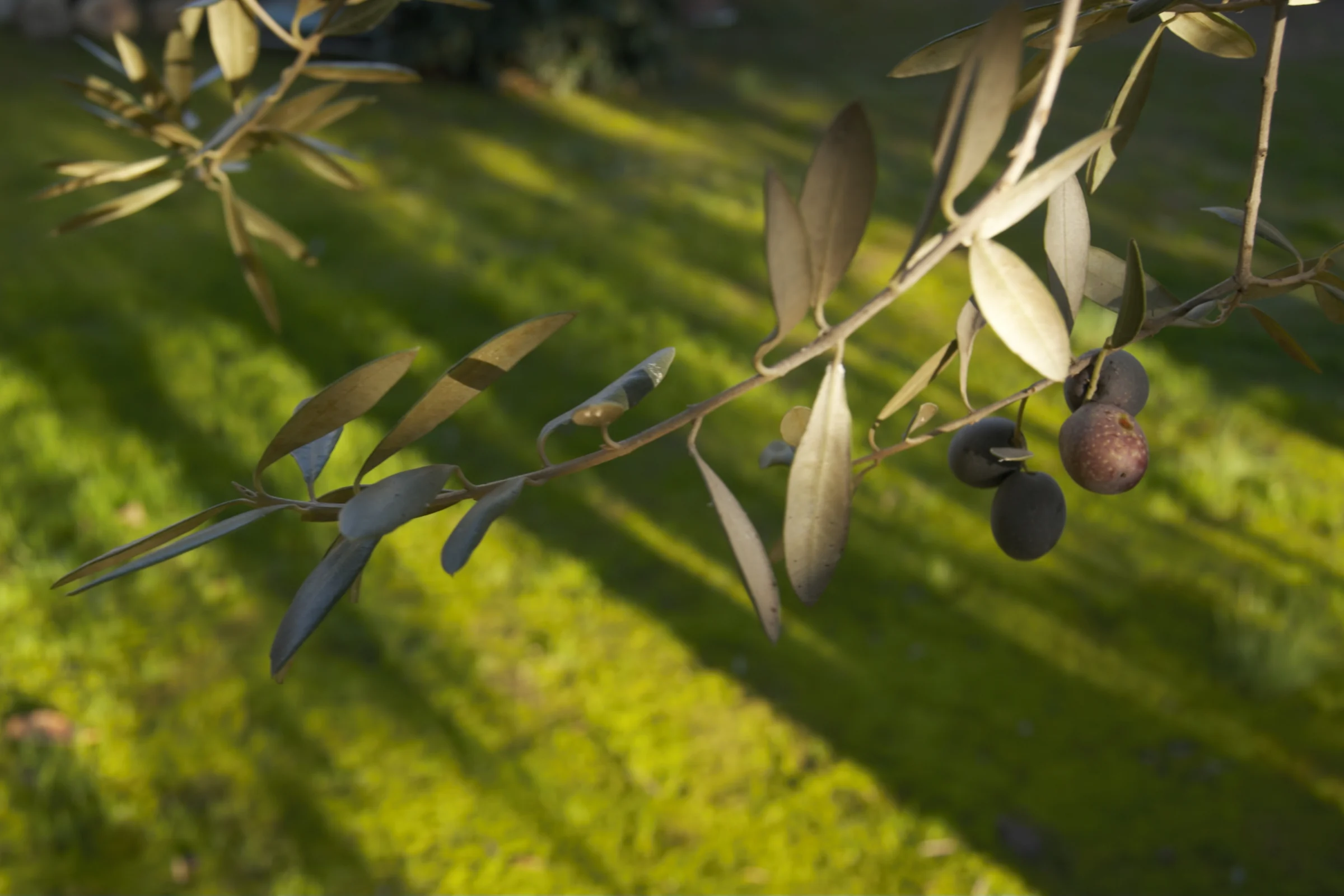 Olive sui rami illuminati dal sole