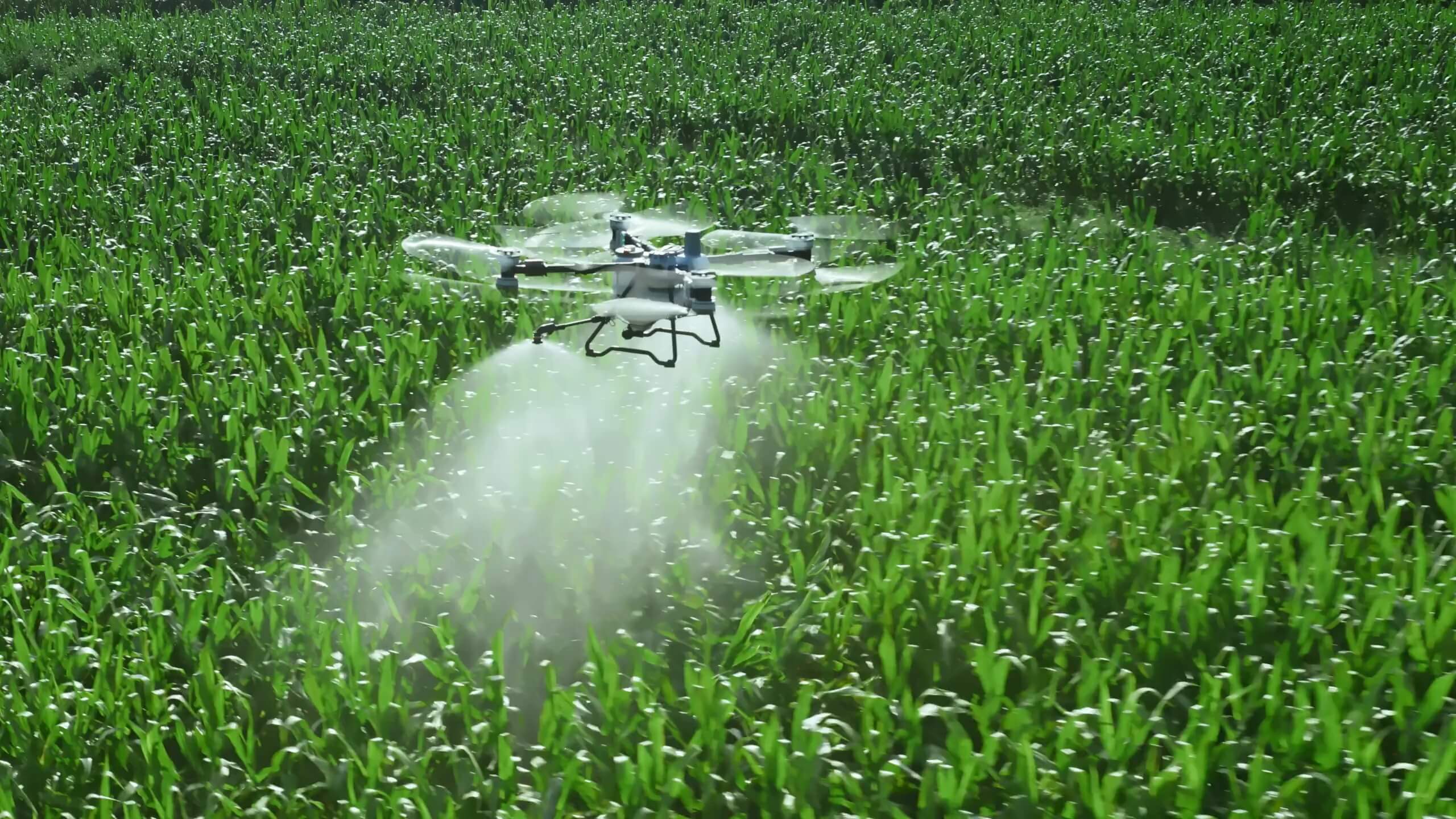 DJI AGRAS T100 sopra un campo; immagine del produttore, non T55