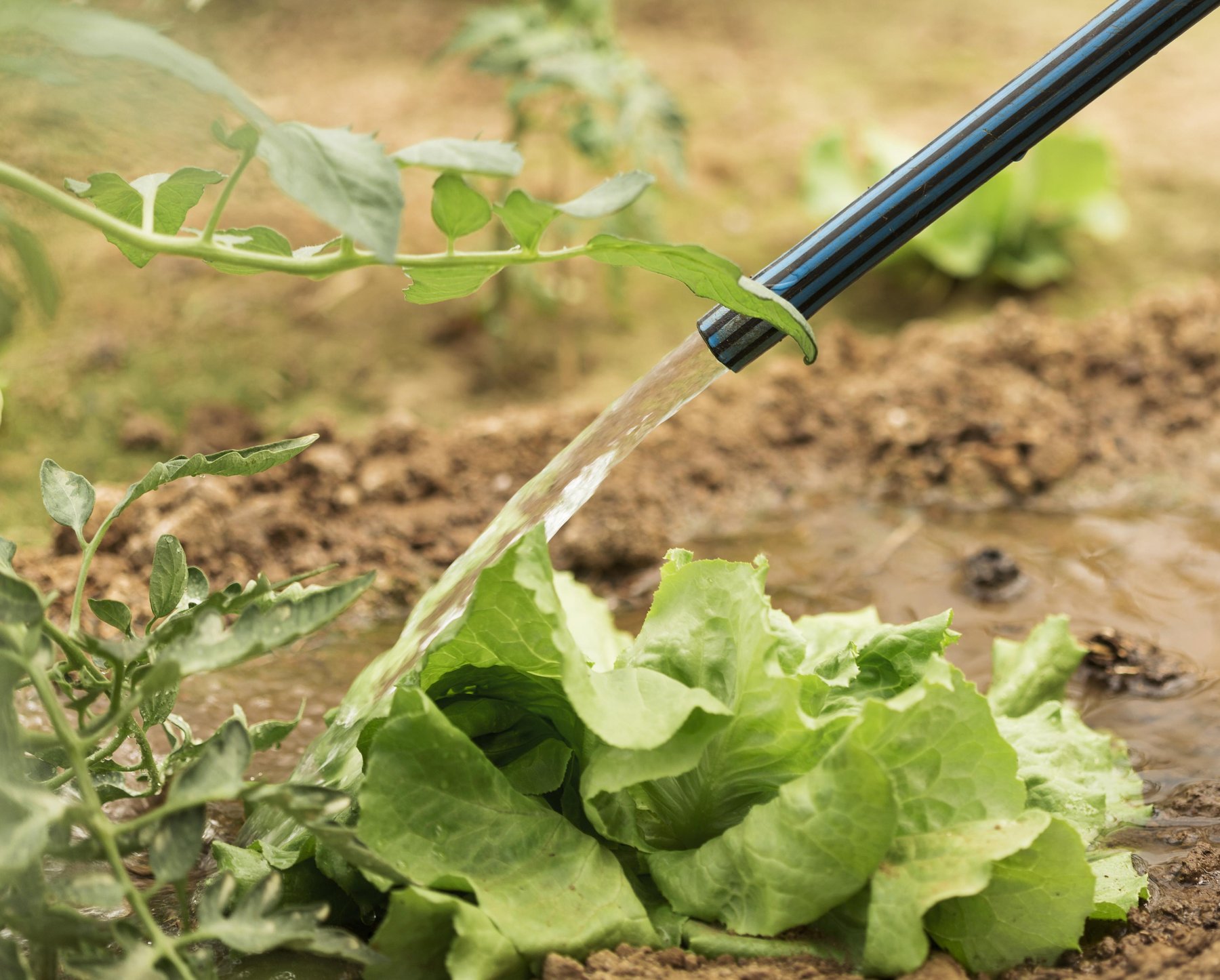 Irrigazione manuale di lattughe