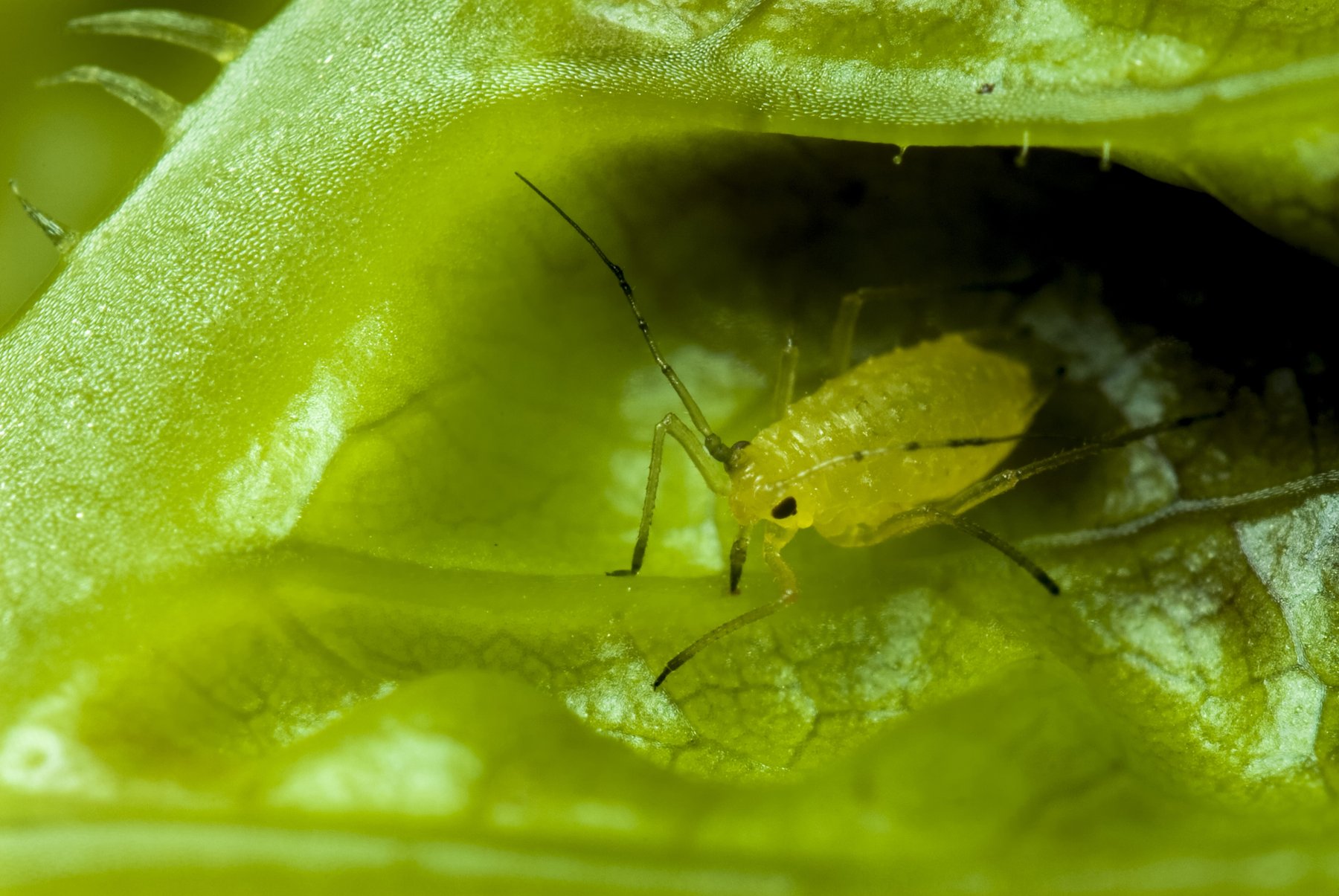 Fotografia macro di un afide su una foglia