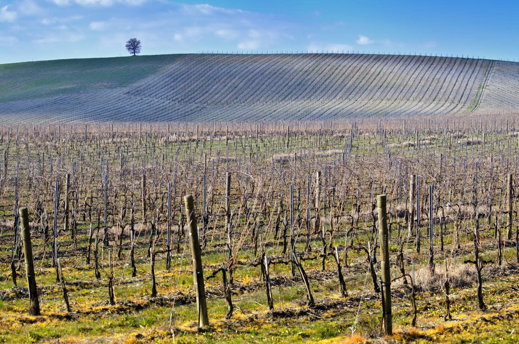 Paesaggio agricolo; non documenta uno specifico evento climatico