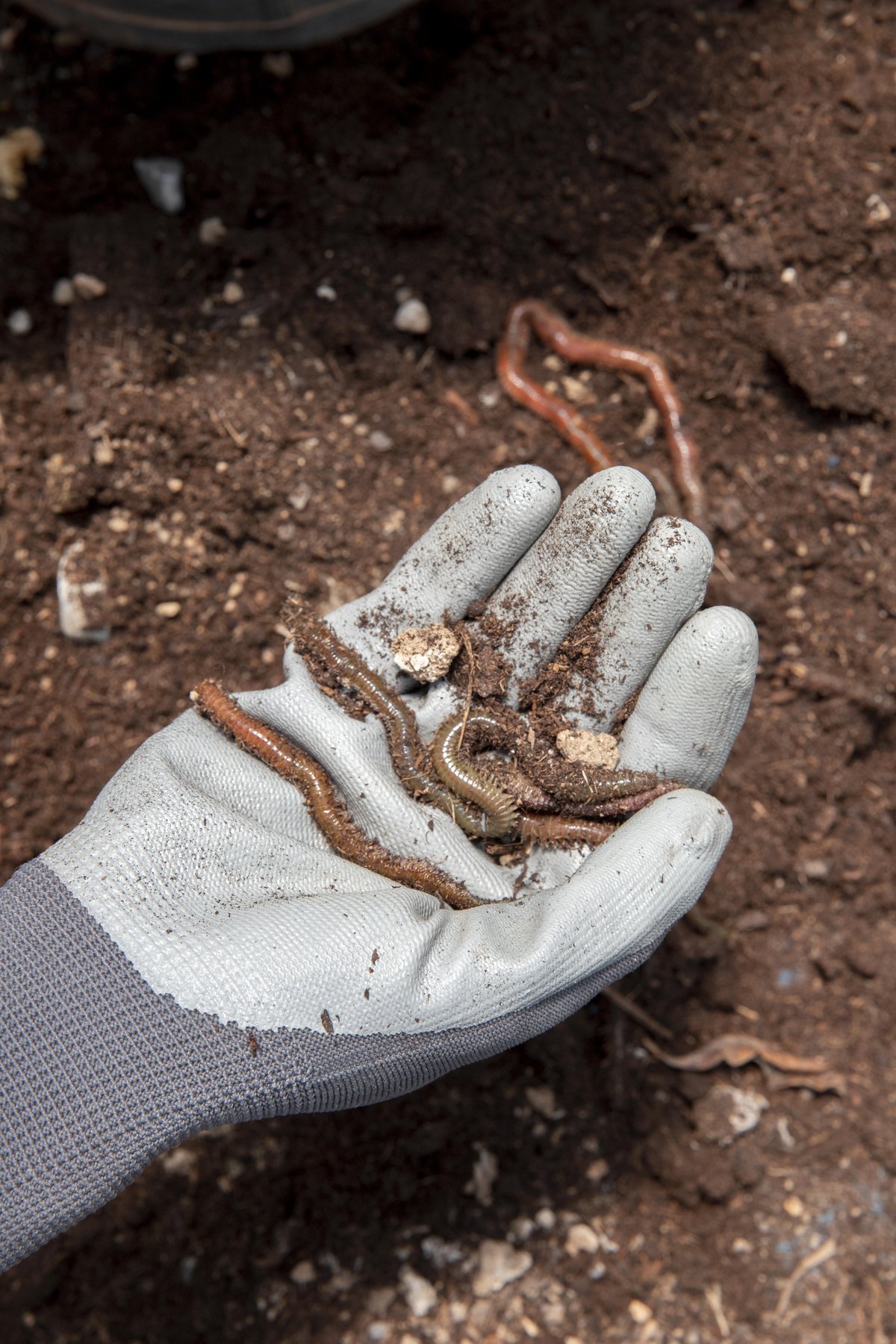 Lombrichi nel compost; non identifica i microrganismi presenti