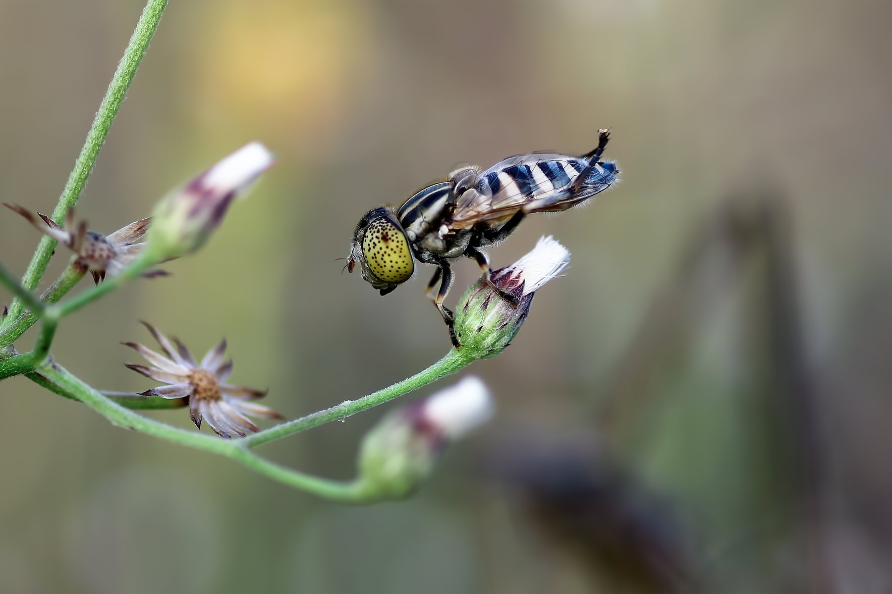 Sirfide su un fiore; non è un’ape