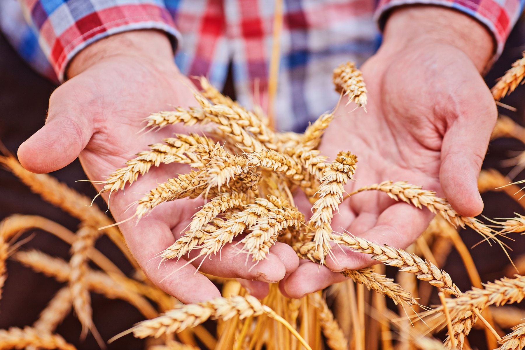 Mani che raccolgono spighe di grano mature
