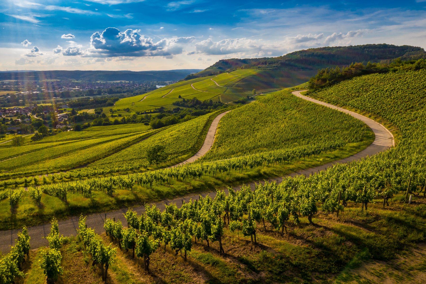 Paesaggio viticolo; fotografia illustrativa, non un dato satellitare
